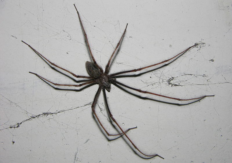 Micrommata m, Tegenaria m., Araniella m. e f.,  Zoropsis,